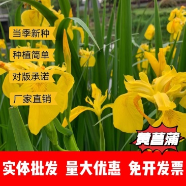 黄菖蒲厂家货源批发价格全国发货价格便宜欢迎下单咨询