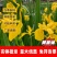 黄菖蒲厂家货源批发价格全国发货价格便宜欢迎下单咨询
