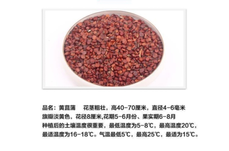 黄菖蒲厂家货源批发价格全国发货价格便宜欢迎下单咨询