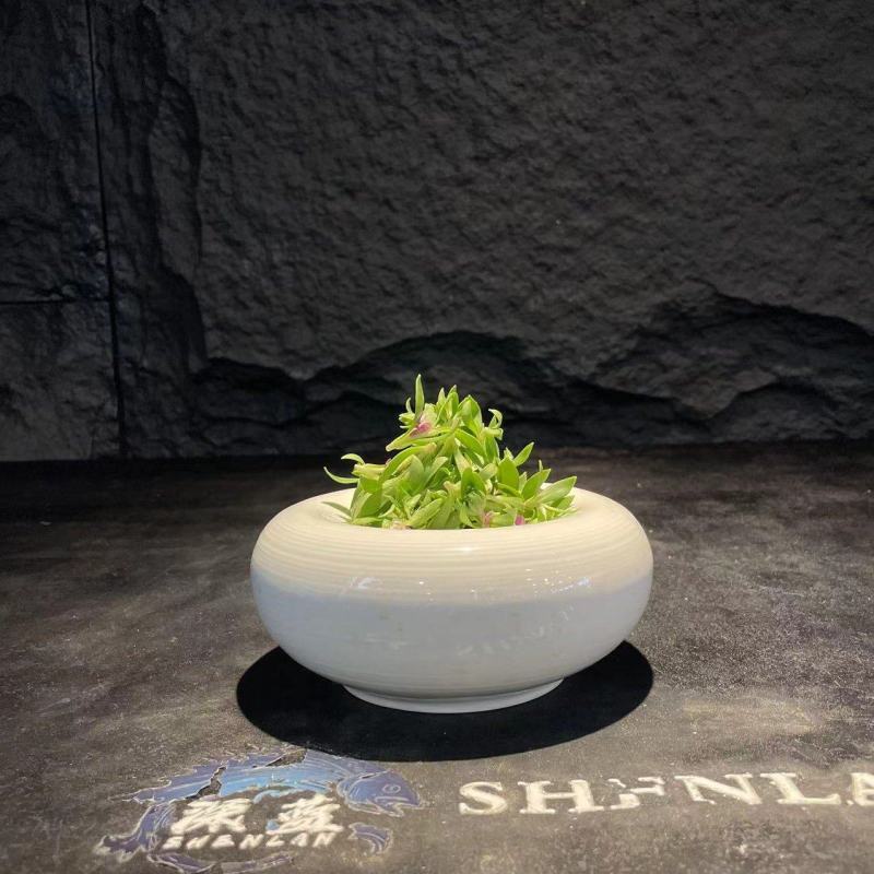 新型特菜珍珠菜，基地2025年推出的最新特菜，口感超棒