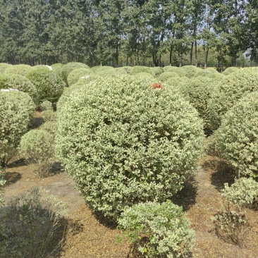 银姬小腊基地，色泽鲜艳，植株健壮，各种规格齐全