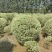 银姬小腊基地，色泽鲜艳，植株健壮，各种规格齐全