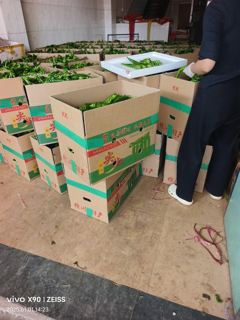 海南省临高县螺丝椒大量上市了精品嘎嘎好，欢迎采购