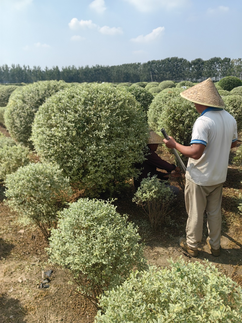 银姬小腊基地，色泽鲜艳，植株健壮，各种规格齐全