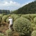 银姬小腊基地，色泽鲜艳，植株健壮，各种规格齐全