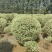 银姬小腊基地，色泽鲜艳，植株健壮，各种规格齐全