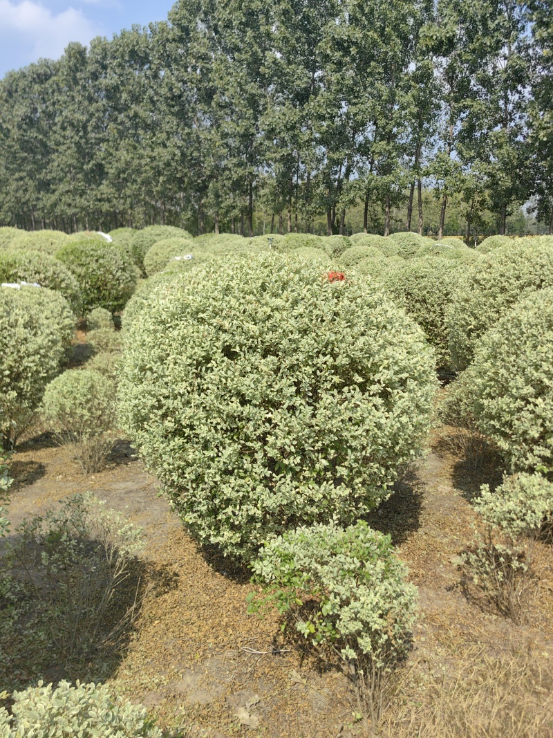 银姬小腊基地，色泽鲜艳，植株健壮，各种规格齐全