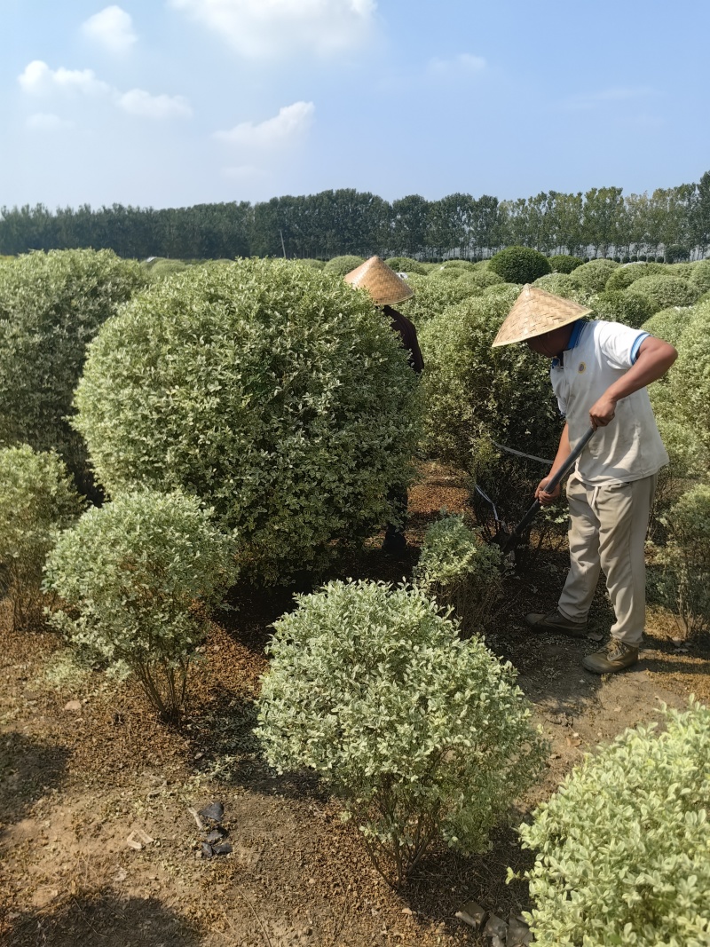 银姬小腊基地，色泽鲜艳，植株健壮，各种规格齐全