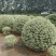 银姬小腊基地，色泽鲜艳，植株健壮，各种规格齐全