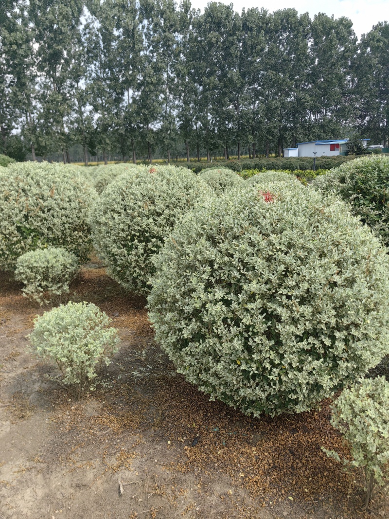 银姬小腊基地，色泽鲜艳，植株健壮，各种规格齐全