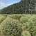 银姬小腊基地，色泽鲜艳，植株健壮，各种规格齐全