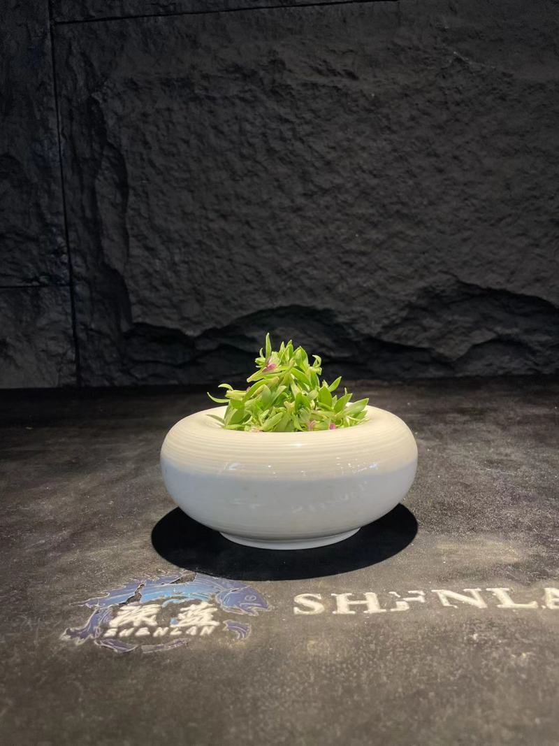 新型特菜珍珠菜，基地2025年推出的最新特菜，口感超棒