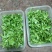 新型特菜珍珠菜，基地2025年推出的最新特菜，口感超棒