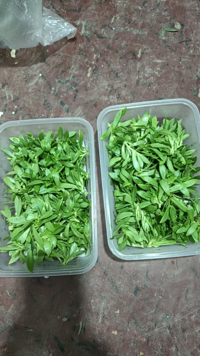 新型特菜珍珠菜，基地2025年推出的最新特菜，口感超棒