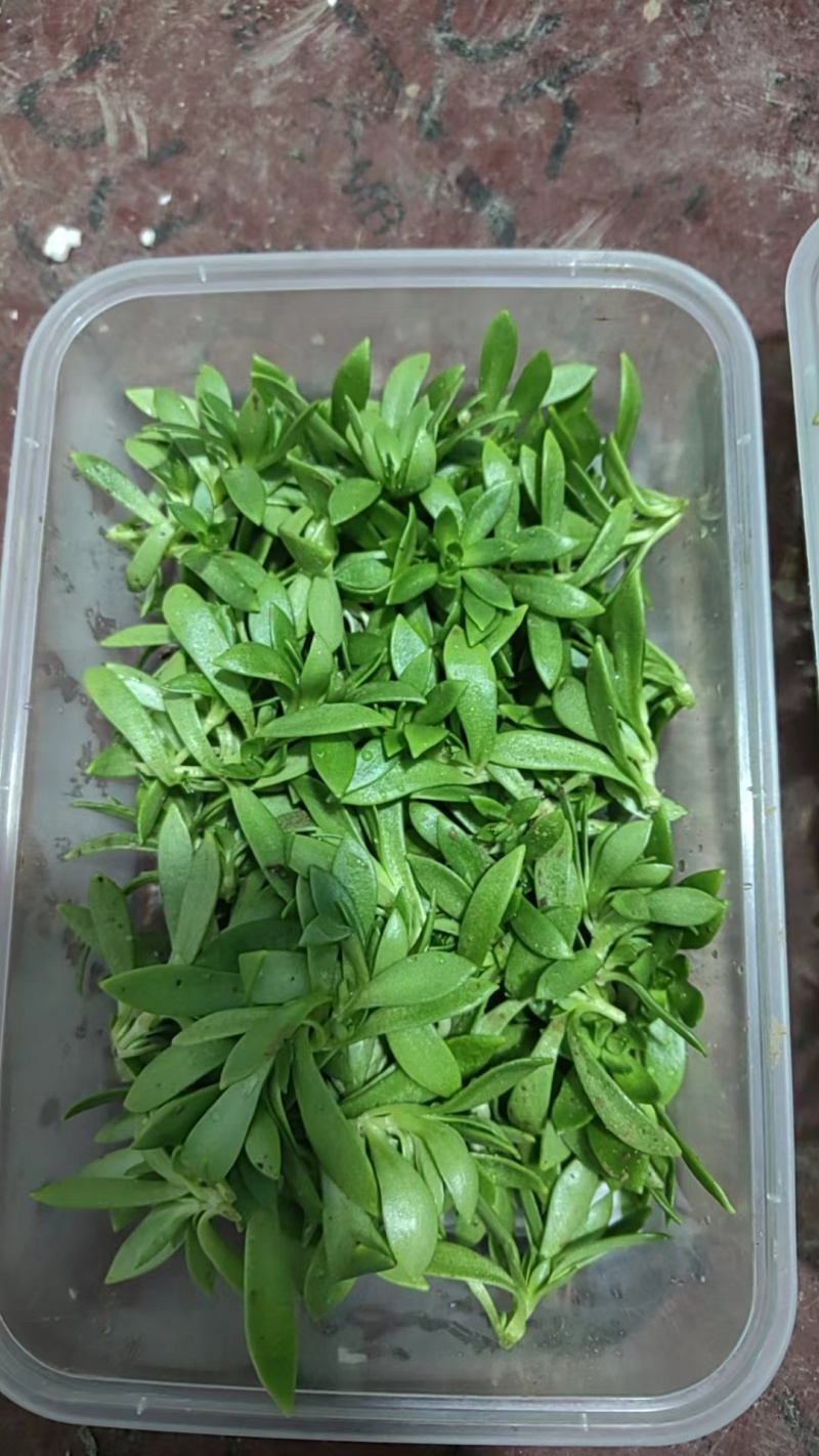 新型特菜珍珠菜，基地2025年推出的最新特菜，口感超棒