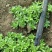 新型特菜珍珠菜，基地2025年推出的最新特菜，口感超棒