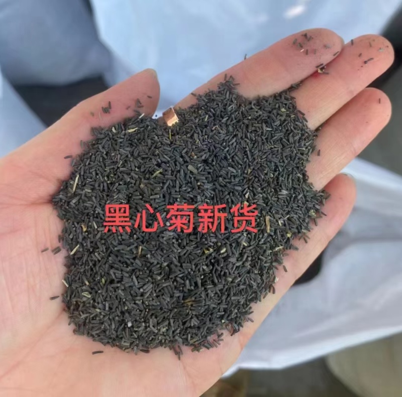 黑心菊厂家货源批发价格全国发货价格便宜欢迎下单咨询