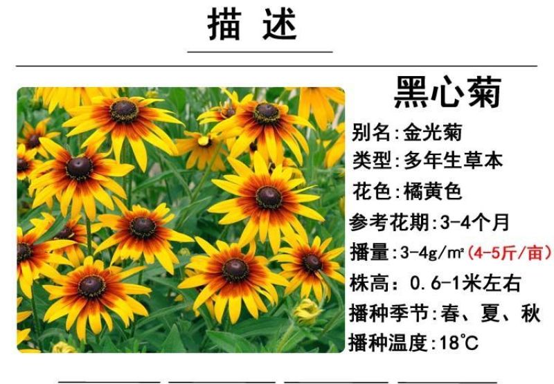 黑心菊厂家货源批发价格全国发货价格便宜欢迎下单咨询