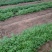 新型特菜珍珠菜，基地2025年推出的最新特菜，口感超棒