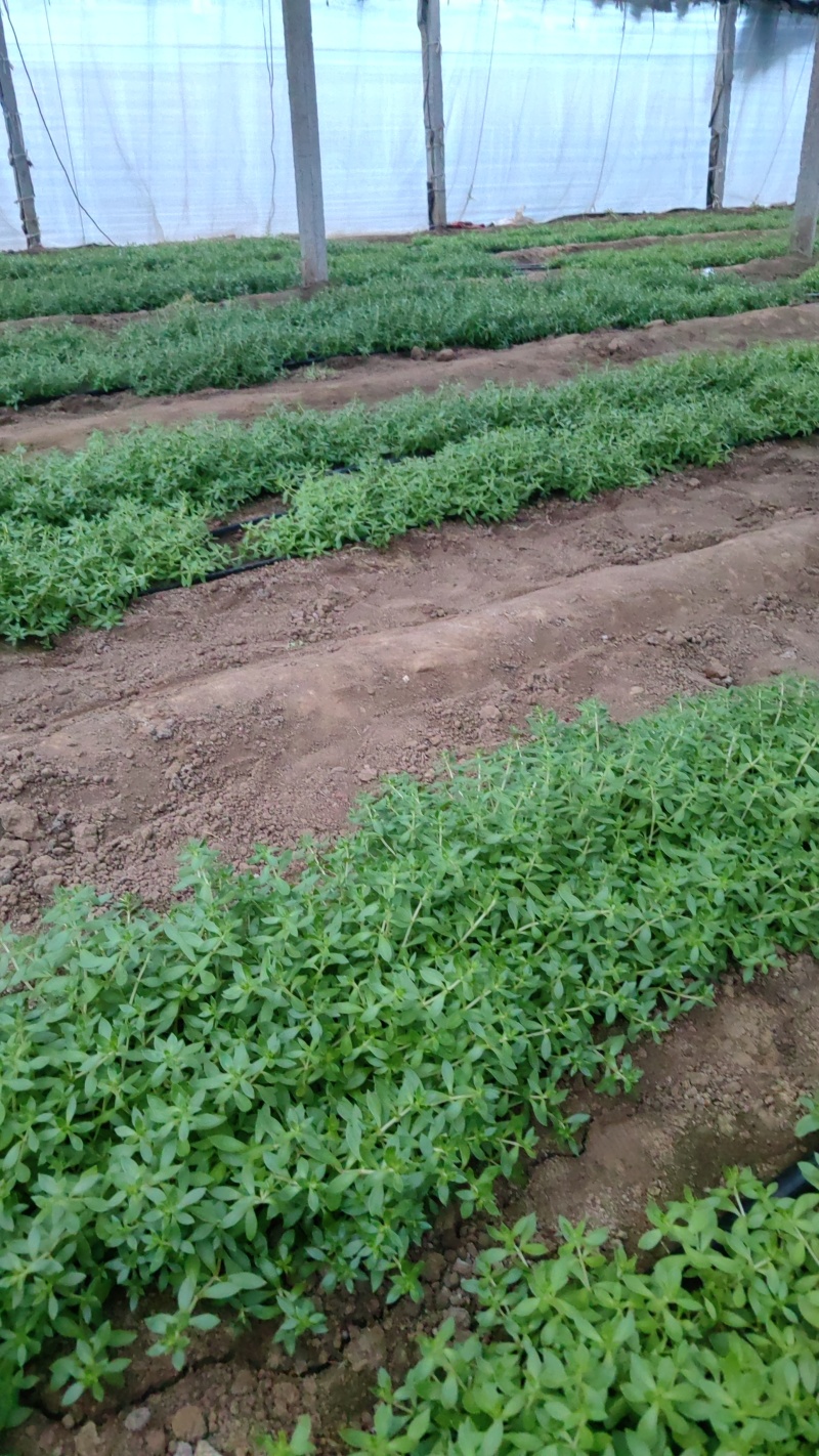 新型特菜珍珠菜，基地2025年推出的最新特菜，口感超棒