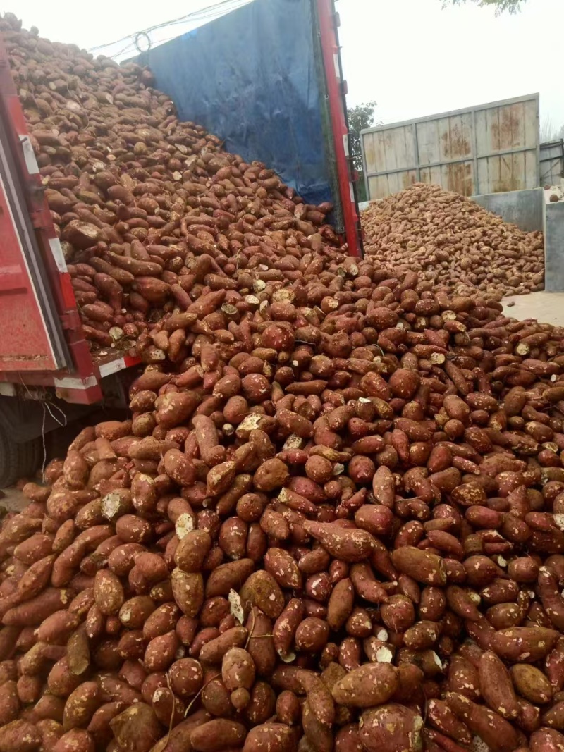 正宗红薯粉条纯手工制作健康绿色食品原产地供应量大从优包邮