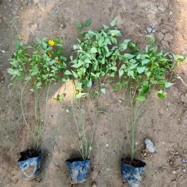 棣棠基地，杯苗地苗，色泽鲜艳，植株健壮，各种规格齐全