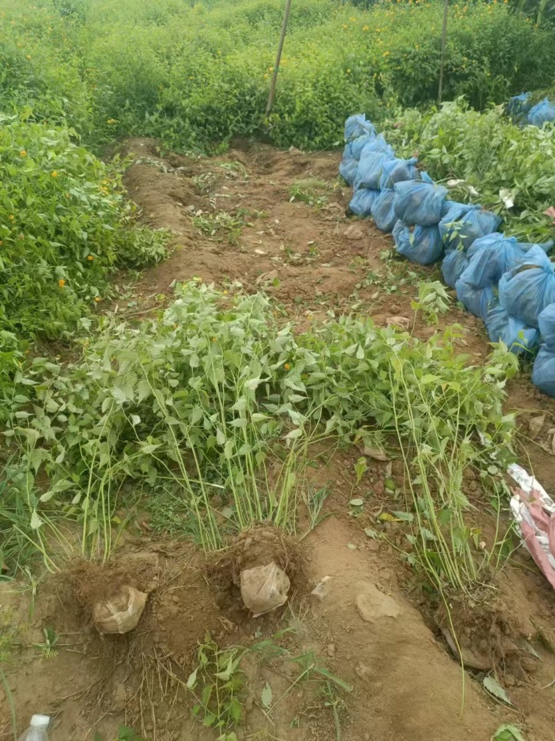 棣棠基地，杯苗地苗，色泽鲜艳，植株健壮，各种规格齐全