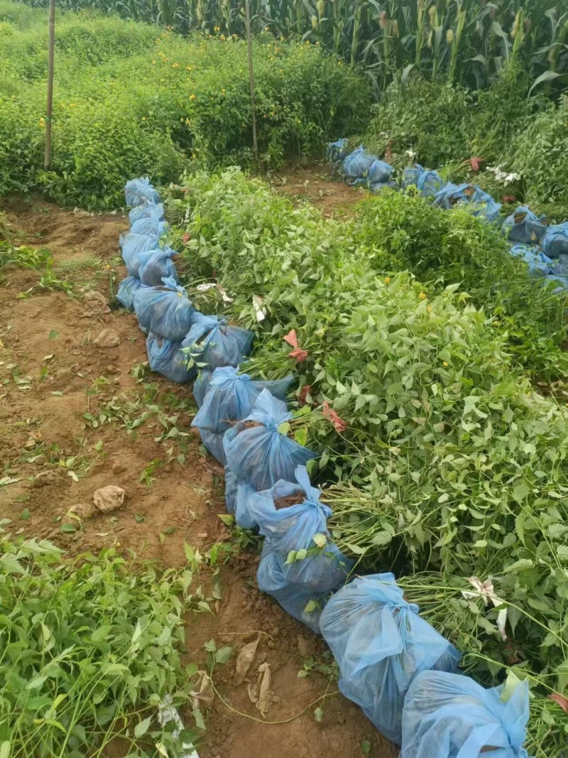 棣棠基地，杯苗地苗，色泽鲜艳，植株健壮，各种规格齐全