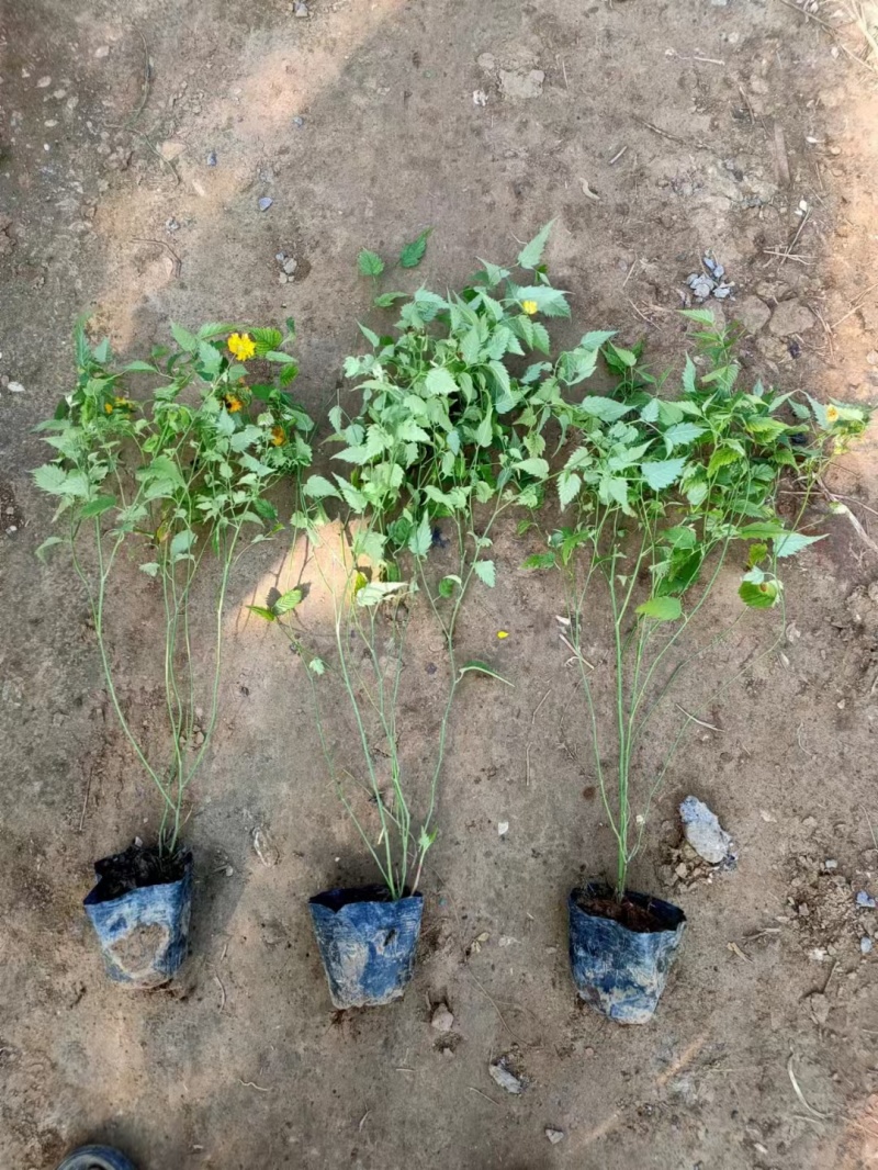 棣棠基地，杯苗地苗，色泽鲜艳，植株健壮，各种规格齐全