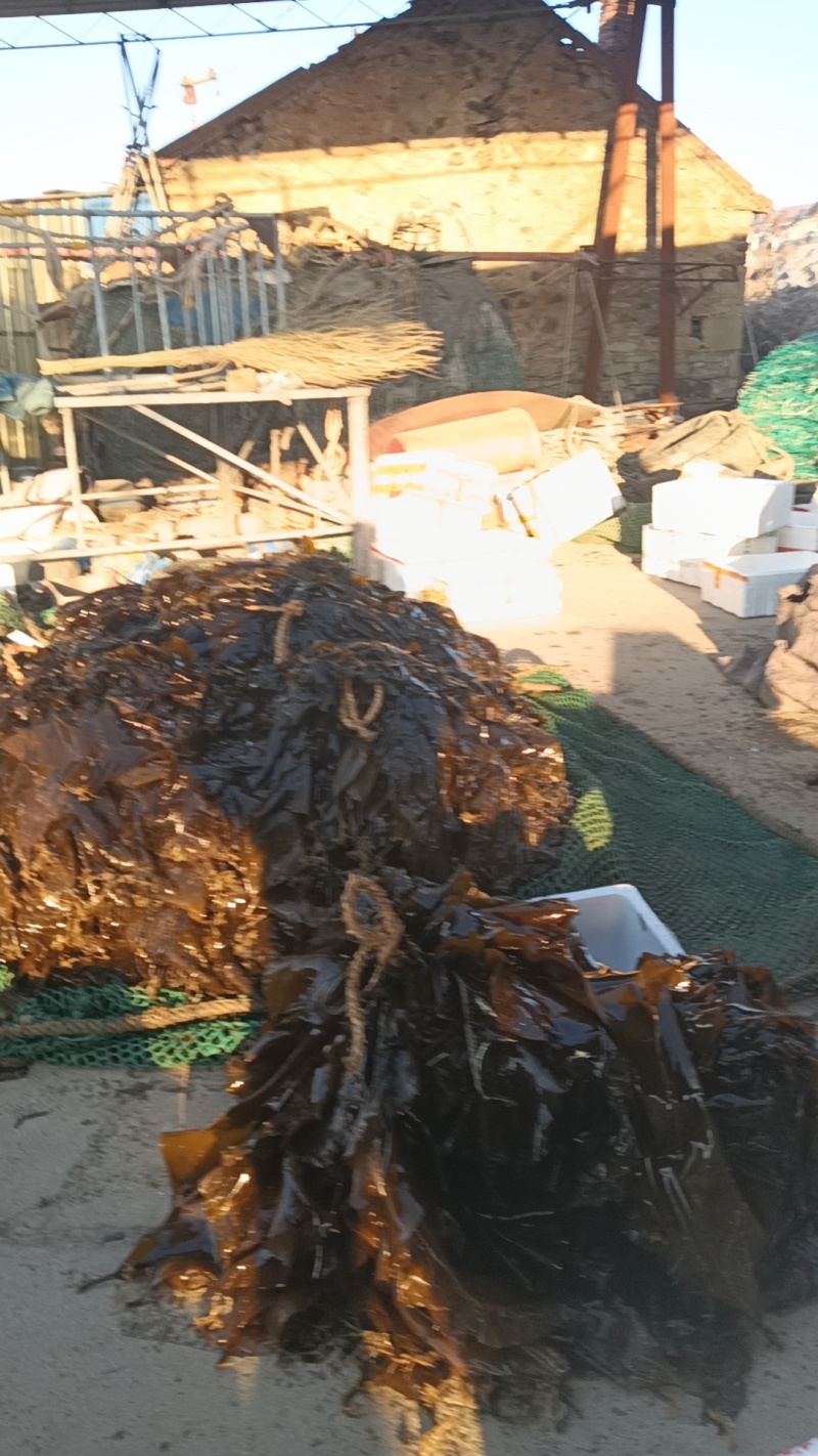 海带鲜海带水菜深海养殖一手货源运费商议