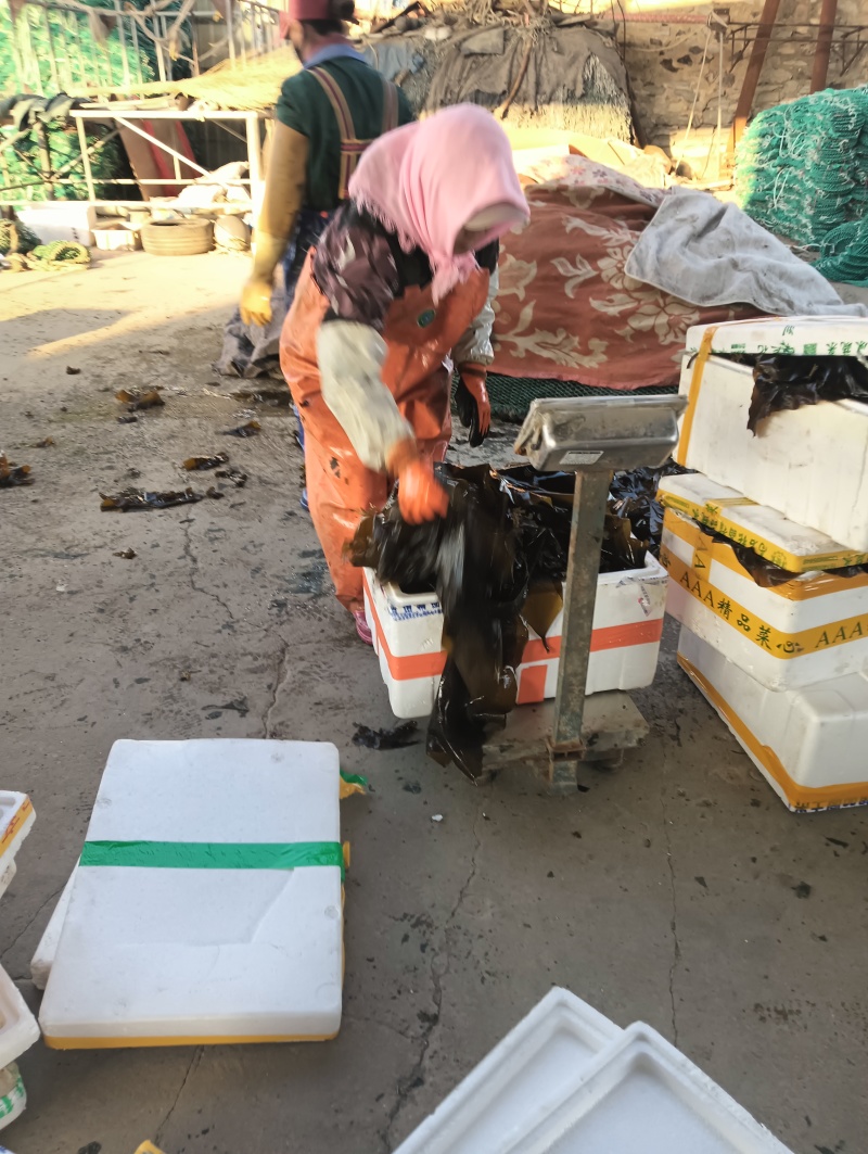 海带鲜海带水菜深海养殖一手货源运费商议