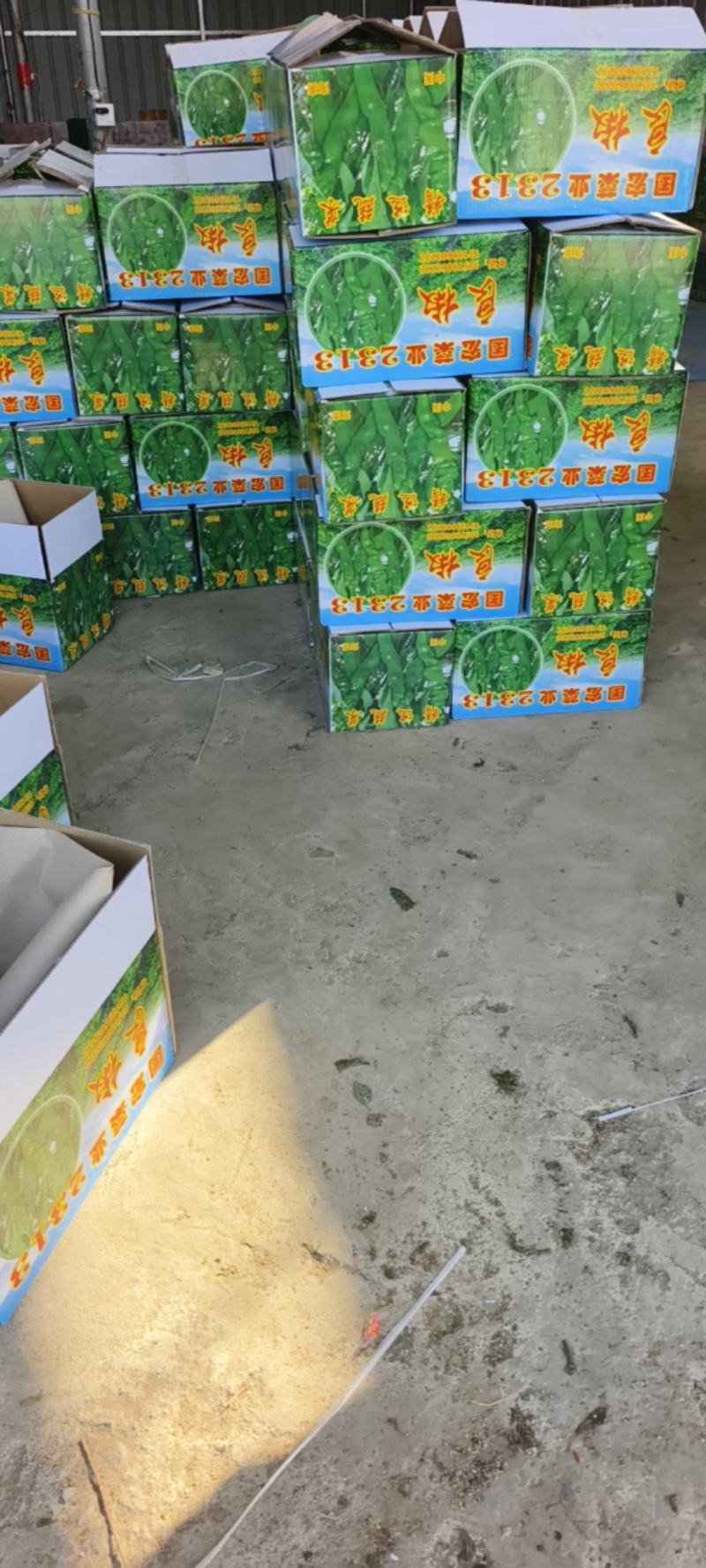 海南省临高县螺丝椒大量上市了精品嘎嘎好，欢迎采购