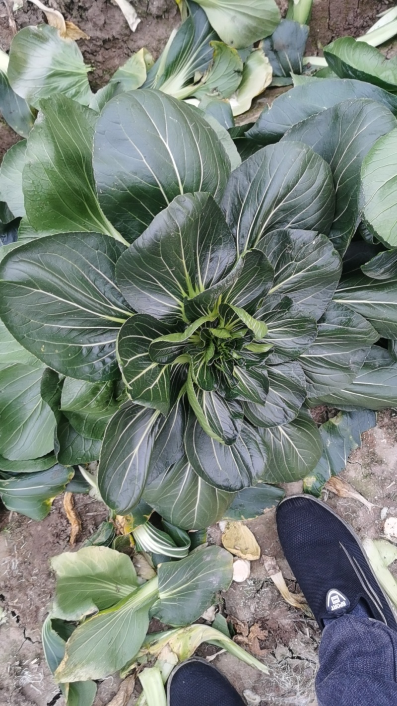 国家地理标志如皋黑塌菜