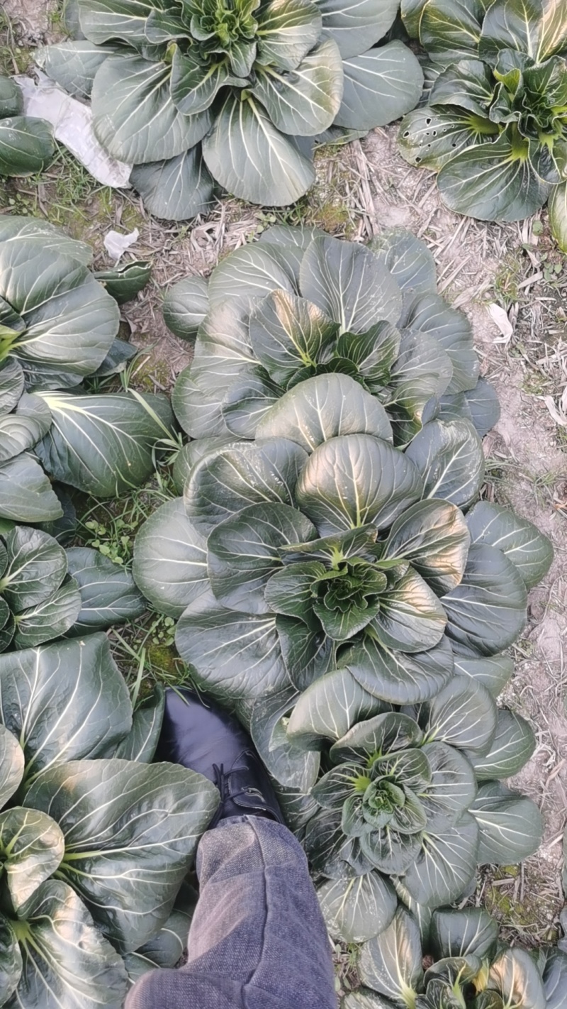 国家地理标志如皋黑塌菜