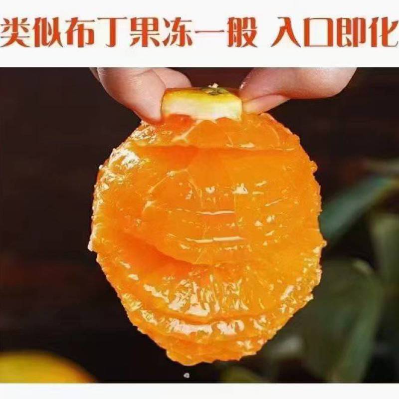 秭归九月红果冻橙果肉细腻化渣口感纯甜爆汁产地直发