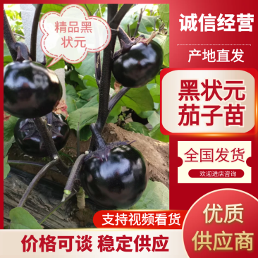 黑状元茄子苗早熟茄子苗圆茄苗黑宝圆茄苗紫茄子苗