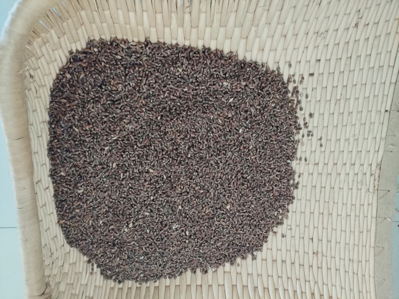 我有3吨左右黑小麦，要出售，有需要老板联系我
