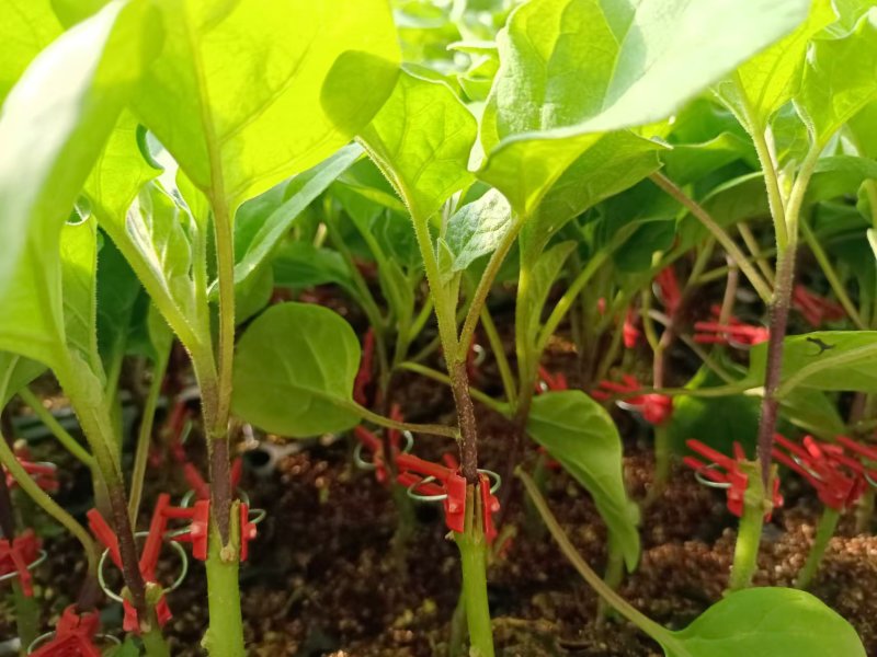 黑状元茄子苗早熟茄子苗圆茄苗黑宝圆茄苗紫茄子苗