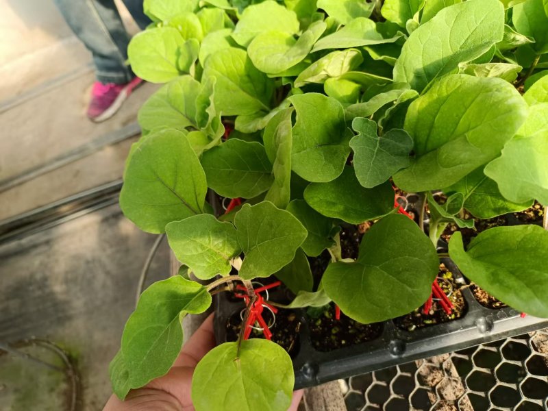 黑状元茄子苗早熟茄子苗圆茄苗黑宝圆茄苗紫茄子苗