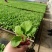 黑状元茄子苗早熟茄子苗圆茄苗黑宝圆茄苗紫茄子苗