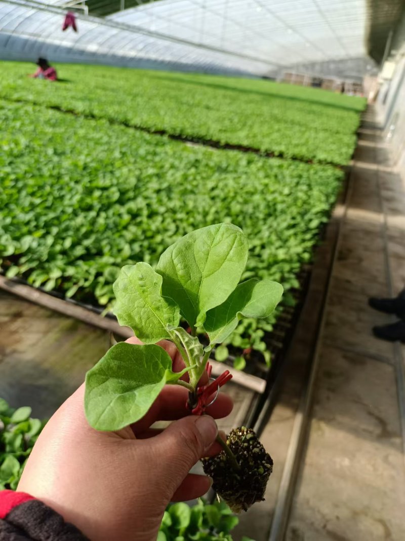 黑状元茄子苗早熟茄子苗圆茄苗黑宝圆茄苗紫茄子苗
