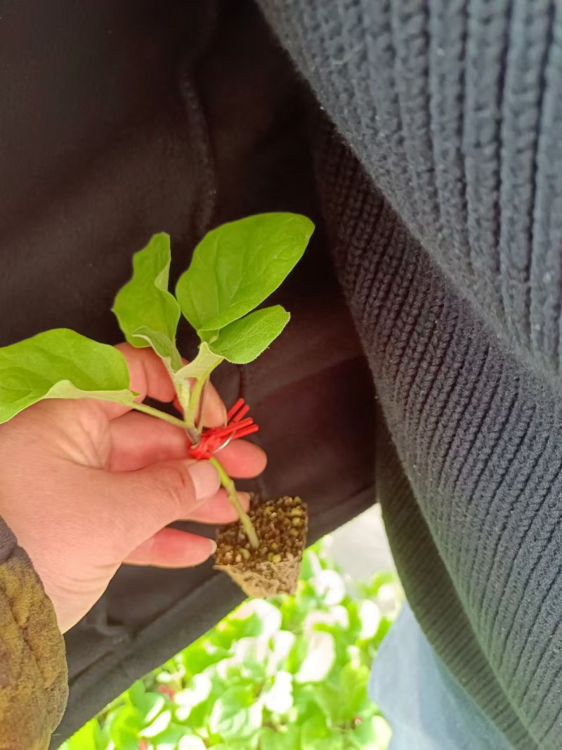 黑状元茄子苗早熟茄子苗圆茄苗黑宝圆茄苗紫茄子苗