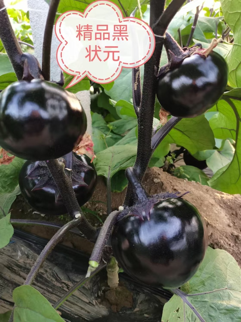 黑状元茄子苗早熟茄子苗圆茄苗黑宝圆茄苗紫茄子苗