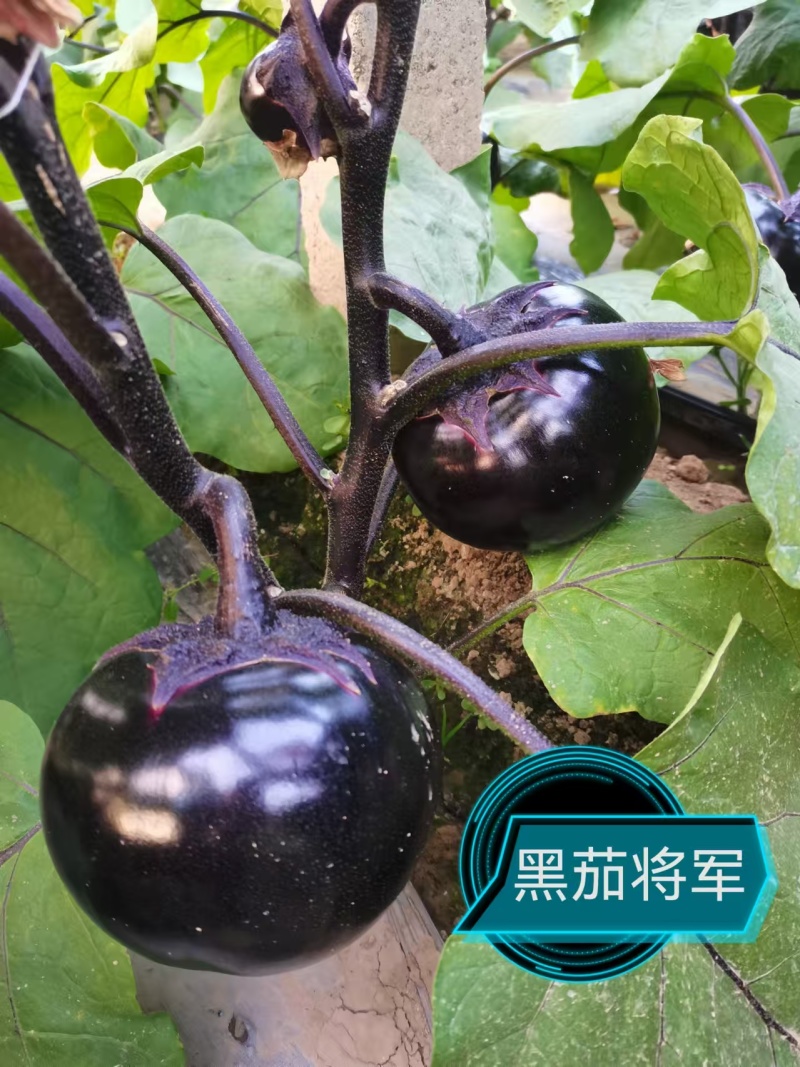 黑状元茄子苗早熟茄子苗圆茄苗黑宝圆茄苗紫茄子苗