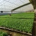 黑状元茄子苗早熟茄子苗圆茄苗黑宝圆茄苗紫茄子苗
