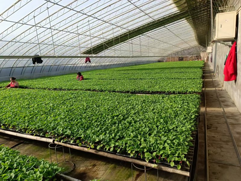 黑状元茄子苗早熟茄子苗圆茄苗黑宝圆茄苗紫茄子苗