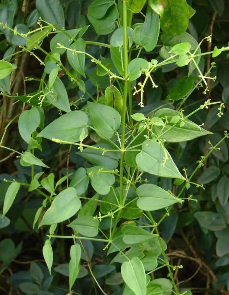 山东茜草种子，货量充足，品质佳，欢迎咨询
