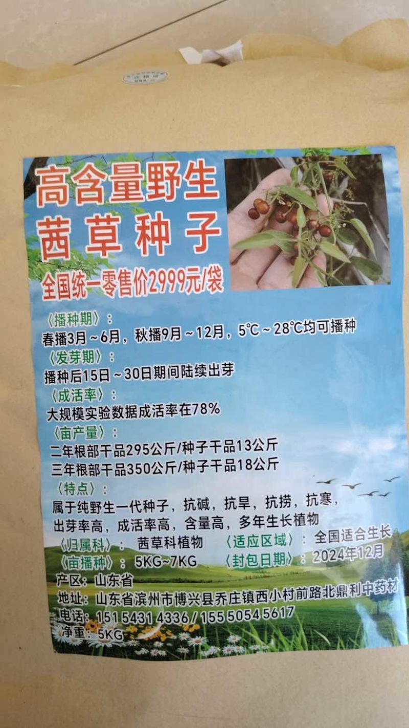 山东茜草种子，货量充足，品质佳，欢迎咨询