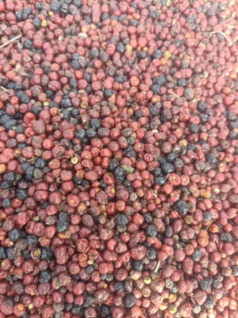 山东茜草种子，货量充足，品质佳，欢迎咨询