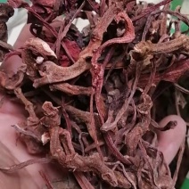 紫背天葵红天葵实物拍摄一公斤起批各种中药材批发